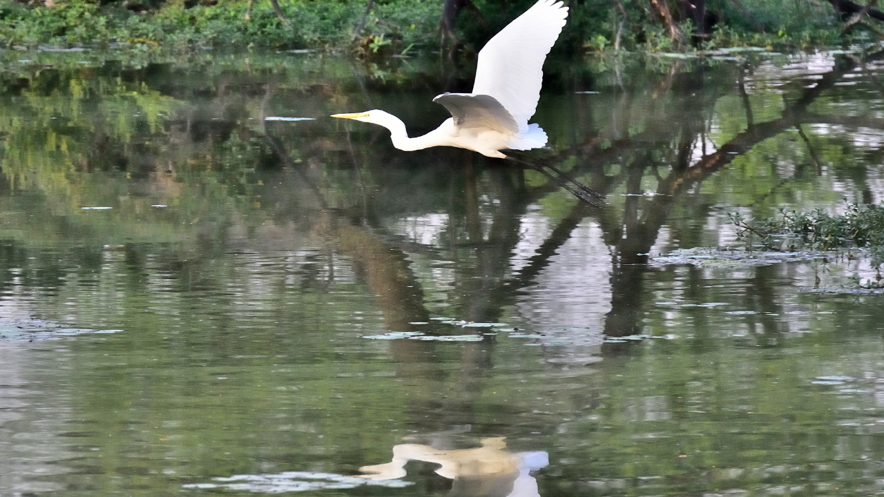 Padam Talao Ranthambore